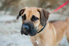 Sarah Field Photography Boerboel African Boerboel South African Mastiff