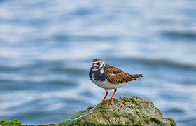 Image result for Entada arenaria