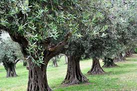 Kaç zeytin ağacı olur trilye zeytin verimi zeytin ağacı kaç yılda meyve verir zeytin alım fiyatları en verimli zeytin fidanı zeytin ağacı kaç metre arayla dikilir zeytin kaç metreye dikilir olea zeytin 1 kg zeytin bahçesi fizibilite yağlık zeytin fiyatı. Meraklisi Icin Zeytin Yetistiriciliginin Puf Noktalari Listelist Com