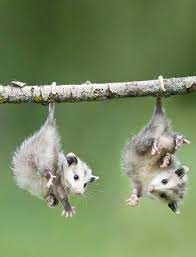 Hung Out To Dry Cute Animals Baby Opossum Animals Beautiful