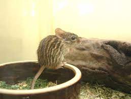 シマクサマウス（ゼブラマウス、アフリカンゼブラマウス、ウリボーマウス） - 動物図鑑 - 動物写真のホームページ