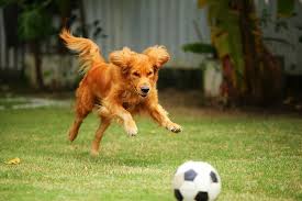 Ballspielen Im Garten Mit Worten Und Handbewegungen Animieren Sie Ihren Hund Den Ball Durchs Tor Zu Rollen Dann Gibt S Einen Qc In 2020 Ball Spiele Hunde Spass
