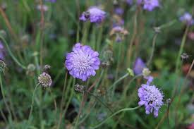 Image result for Scabiosa