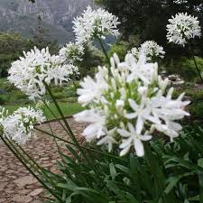 Image result for Agapanthus praecox