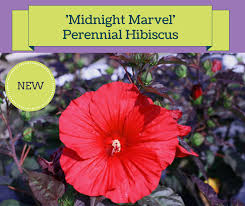 Check spelling or type a new query. Midnight Marvel Perennial Hibiscus A Tall Showstopper That Bounds To Evoke Compliments From Passersby Huge 8 To 9 Scarlet Perennials Plants Foliage Plants