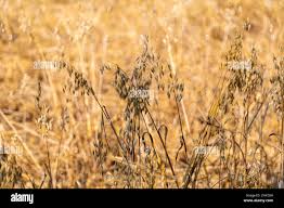 Image result for Avena byzantina