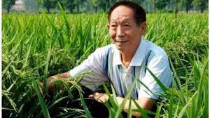 8月9日，是中国工程院院士、著名杂交水稻专家袁隆平90岁生日。 孙女为袁院士送上生日蛋糕，袁 为方便行动不太便利的老院士研究，湖南省农科院在袁隆平住宅旁安排了一块试验田。 这块田从此就成了他的心病。 只要在长沙，每天都得看上好几遍。 Mow7aempmclqsm