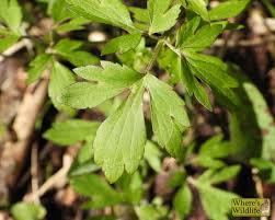 Image result for Ranunculus hispidus