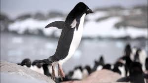 They swim fast and catch food in the sea. On The Antarctic Peninsula Scientists Witness A Penguin Revolution All About Birds All About Birds