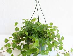 Image result for Pilea bambuseti