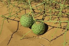 Image result for Acanthosicyos