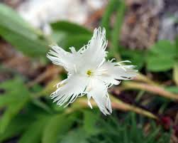 Image result for Dianthus micropetalus