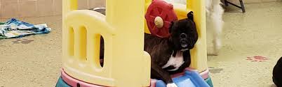 Get dog day care the petsmart way with our doggie day camp! Fun Fur Pets Open After 6pm Doggie Day And Boarding