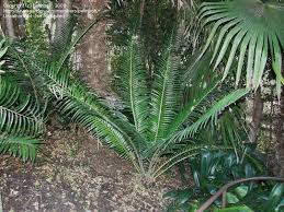 Image result for Encephalartos umbeluziensis