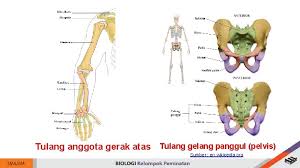 He was born in labbakang, in the south celebes. Bab 4 Sistem Gerak Sumber Geniusvv Pixabay Com