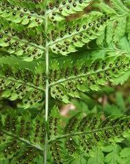 Image result for Dryopteris schizopaleata