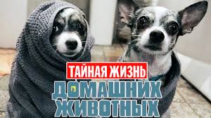 тайная жизнь домашних животных 2 смотреть онлайн полная версия Tajnaya Zhizn Domashnih Zhivotnyh Po Russki 1 Seriya Youtube
