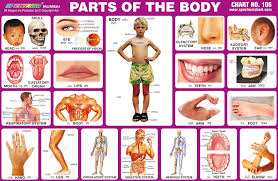 Spectrum Educational Charts Chart 106 Parts Of The Body