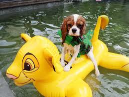 Ada Haha He Looks About As Happy As B Would Be Wet And In Clothing Yuck Cavalier King Spaniel King Spaniel King Charles Puppy