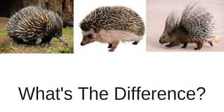 The Difference Between A Hedgehog And Porcupine Lallagatta Via Lallagatta Porcupine Hedgehog A Hedgehog