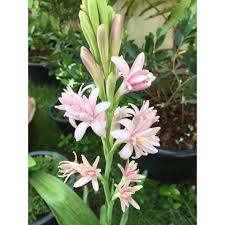 The storyline of the film is a restless female ghost wants to avenge her death. Pokok Harum Sundal Malam Kuning Pink Yellow Hsm Real Plant Indoor Plant Ornamental Plant Outdoor Plant Tuberrose Ubi Shopee Malaysia