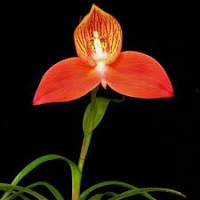 Image result for Disa fragrans