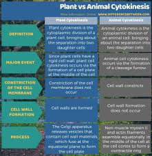 Each of these methods of cell division has special characteristics. Difference Between Plant And Animal Cytokinesis Compare The Difference Between Similar Terms