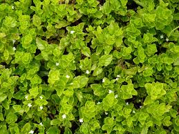 Image result for Clinopodium