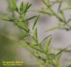 Image result for Scoparia dulcis