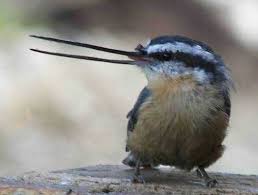 This opens in a new window. Solving The Mystery Of Deformed Beaks Golden Gate Audubon Society
