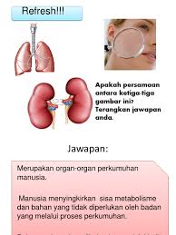 Pendahuluan fisiologi histologi gastrointestinal 2021, ogos. Perkumuhan Sains Tingkatan 3