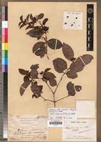 Image result for Hippocratea crenata