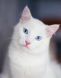 Of course, this characteristic feature appears in other breeds too. Close Up Portrait Of A Fluffy White Cat Premium Photo Freepik Photo Blue Cat With Blue Eyes White Cats White Cat