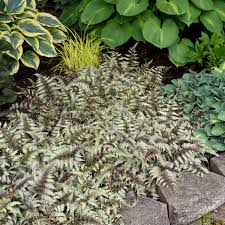 Image result for Athyrium
