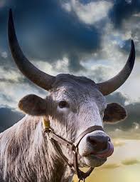 Decentralized finance (defi) crypto assets will continue to outpace the broader crypto market, according to crypto analyst luke martin. Neo Neo And Stellar Xlm On A Bull Run Global Coin Report