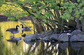 Biodiversity Definition Levels And Types Of Conservation Methods Earth Eclipse
