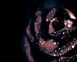 Black Rose Gold And Black Wallpaper Rose Gold Wallpaper Black Rose Enjoy and share your favorite beautiful hd wallpapers and background images.