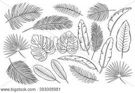 Tropical leaves and golden frame banner. Drawn Tropical Leaves Vector Photo Free Trial Bigstock