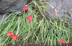 Image result for Hesperantha petitiana