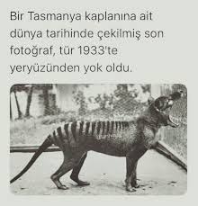 Bayraktar Adli Kullanicinin Bilgi Panosundaki Pin Gercekler Resimli Alintilar Biliyor Muydunuz