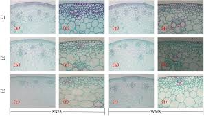 Check spelling or type a new query. Manipulation Of Lignin Metabolism By Plant Densities And Its Relationship With Lodging Resistance In Wheat Scientific Reports