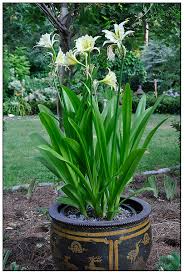 Image result for Ismene narcissiflora