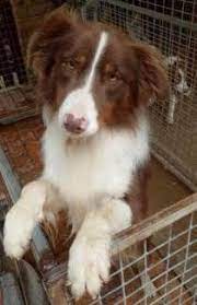 Border Collie Puppies Dogs Puppies Gumtree Australia Caloundra Area Glass House Mountains 1172394912 Big Dog Breeds Collie Puppies Border Collie