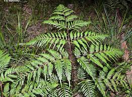 Image result for Pteridium