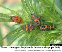We did not find results for: Lady Beetles In The Landscape Nc State Extension Publications