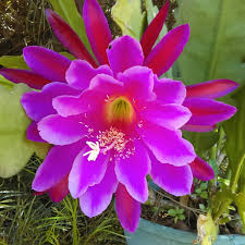 How often does a desert cactus bloom? Epiphyllum Iridescence Orchid Cactus Iridescence In Gardentags Plant Encyclopedia