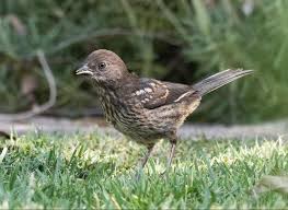 Females are duller and instead of black they are All Around Town Santa Clara Valley Audubon Society