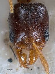 Image result for Zornia punctatissima