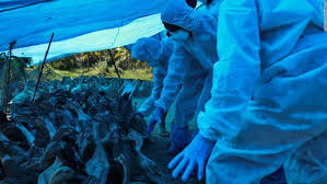 El brote es causado por el subtipo h5n1 de la cepa a del virus de la gripe. La India Confirma Casos De Gripe Aviar En Siete Estados Ciudad Valencia