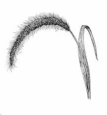 Image result for Setaria kagerensis